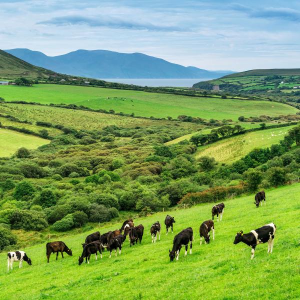 Irish grass fed cows in a field in Ireland
