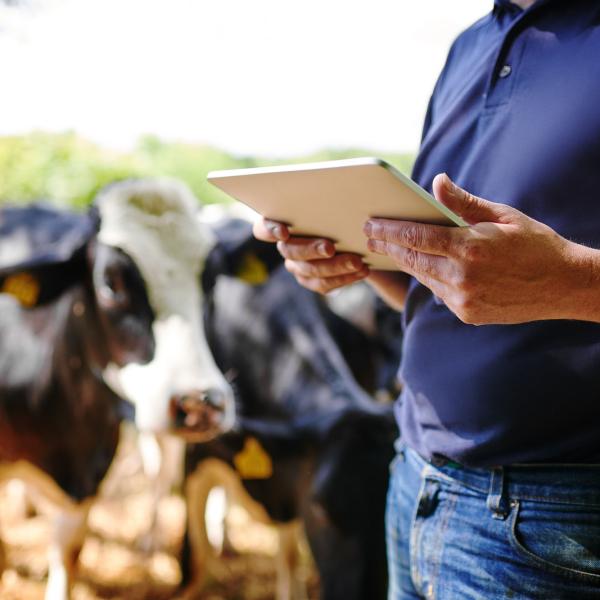 Farmer standing in front of his field reviewing milk quality on iPad