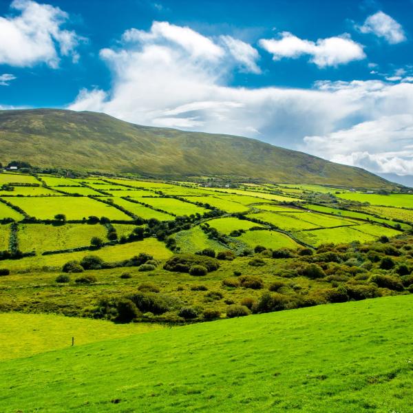 An Irish Field
